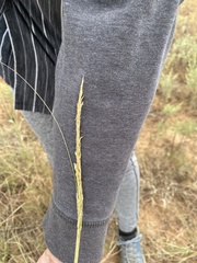 Sporobolus compositus