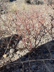 Eriogonum baileyi