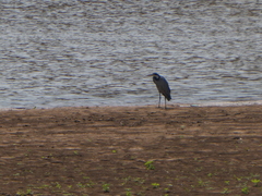 Ardea melanocephala