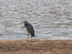 Ardea melanocephala