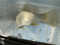 Bairdiella chrysoura
