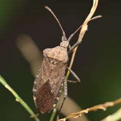 Anasa