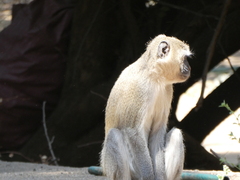 Chlorocebus pygerythrus