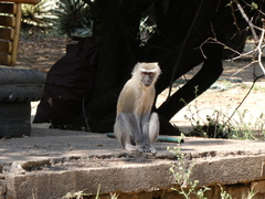 Chlorocebus pygerythrus