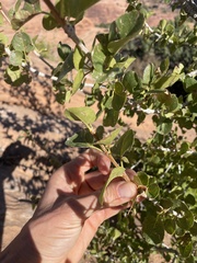 Fraxinus anomala