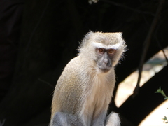 Chlorocebus pygerythrus