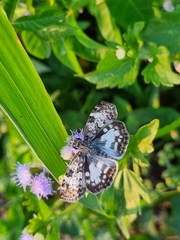 Chiomara asychis