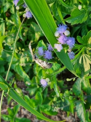 Chiomara asychis