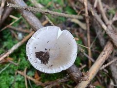 Amanita fulvoides