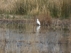 Egretta thula