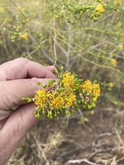 Cleomella angustifolia