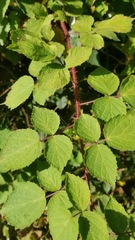 Rubus phoenicolasius