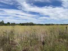 Cleomella angustifolia