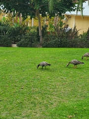 Branta hutchinsii leucopareia