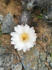 Trichocereus deserticola