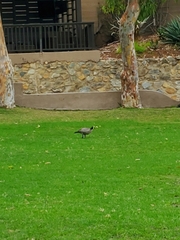 Branta hutchinsii leucopareia