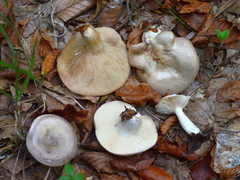 Lactarius violascens