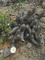 Trichocereus deserticola