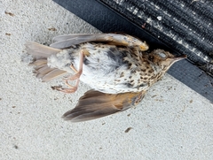 Turdus philomelos clarkei