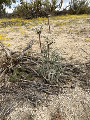 Eriogonum plumatella