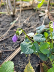 Viola riviniana