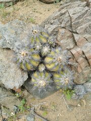 Copiapoa echinoides