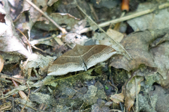 Parallelia bistriaris