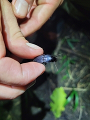 Plocamostethus planiusculus