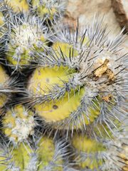 Copiapoa echinoides