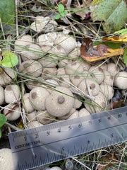 Apioperdon pyriforme