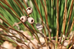 Xanthorrhoea preissii