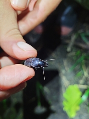 Plocamostethus planiusculus