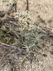 Eriogonum plumatella