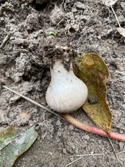 Apioperdon pyriforme