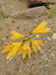 Zephyranthes bagnoldii