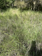 Dichanthium annulatum