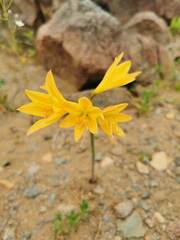 Zephyranthes bagnoldii