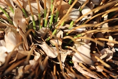 Xanthorrhoea preissii