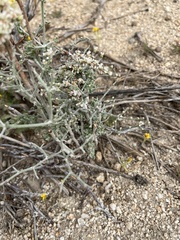 Eriogonum plumatella