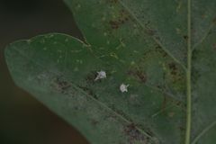 Paidiscura pallens