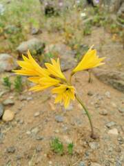 Zephyranthes bagnoldii