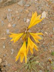 Zephyranthes bagnoldii