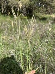 Dichanthium annulatum