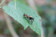 Laphria sericea