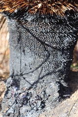 Xanthorrhoea preissii