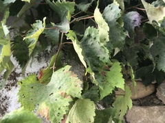 Colomerus vitis