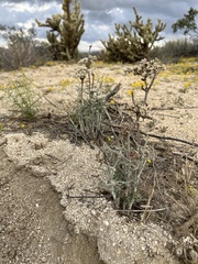 Eriogonum plumatella