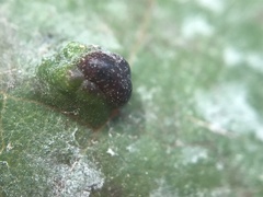 Colomerus vitis