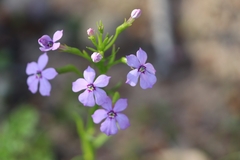Isotoma hypocrateriformis