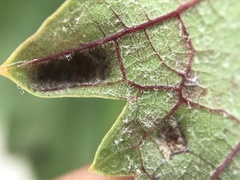 Colomerus vitis